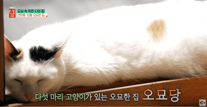 고양이 다섯마리가 모인 집 오묘당